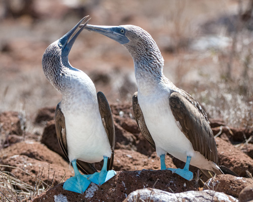 Blue-Footed-boobies